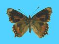 Aglias urticae ab. osborni 5-4-1934 Bakewell, UK (Internet Image property of respective owner, non-commercial use only)